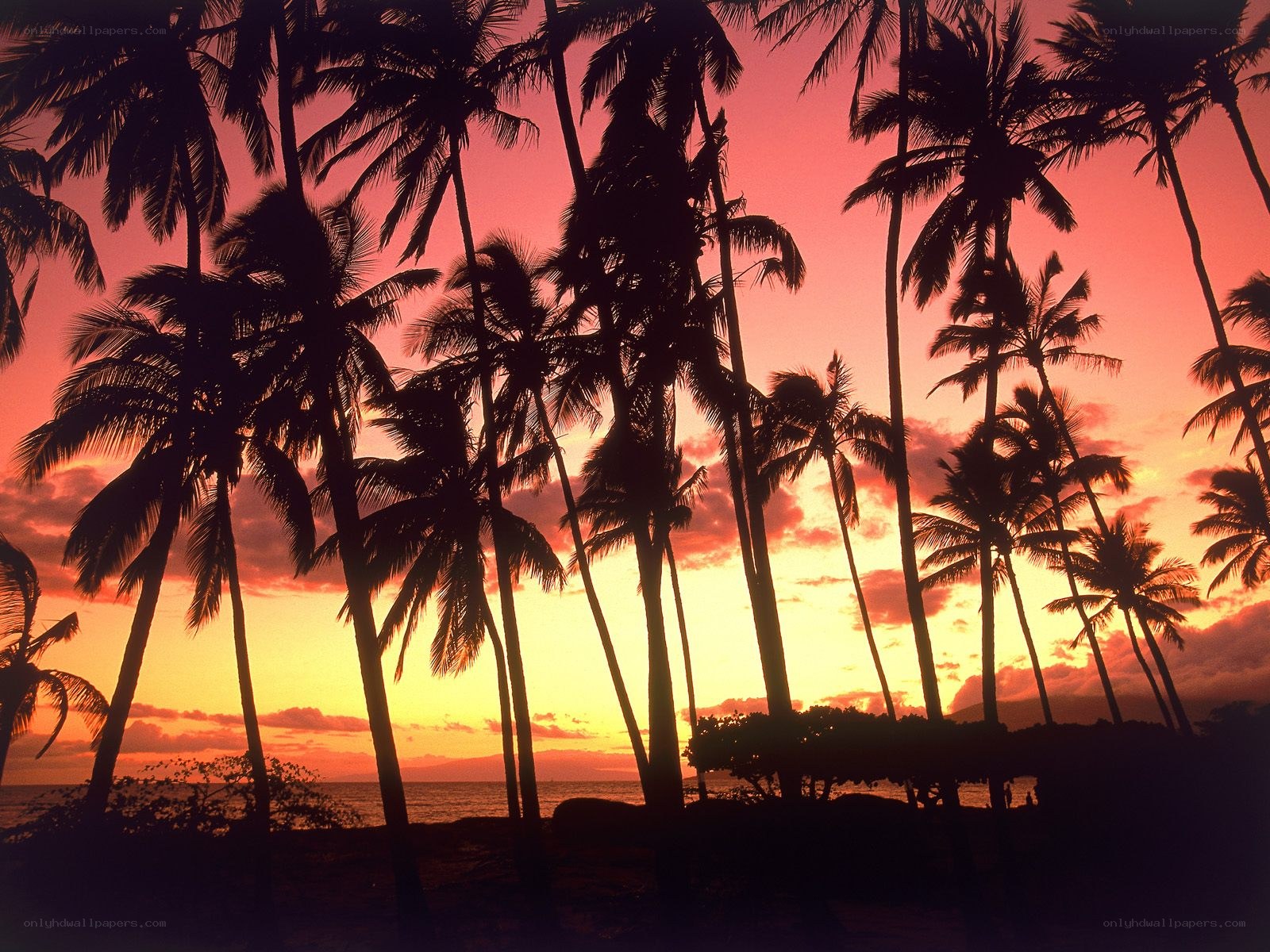 Palm trees at sunset