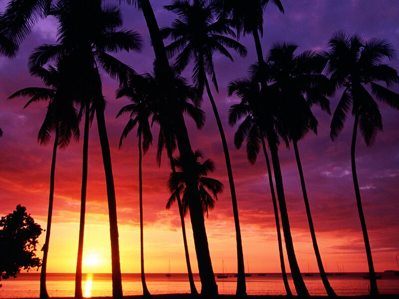 palm trees at sunset
