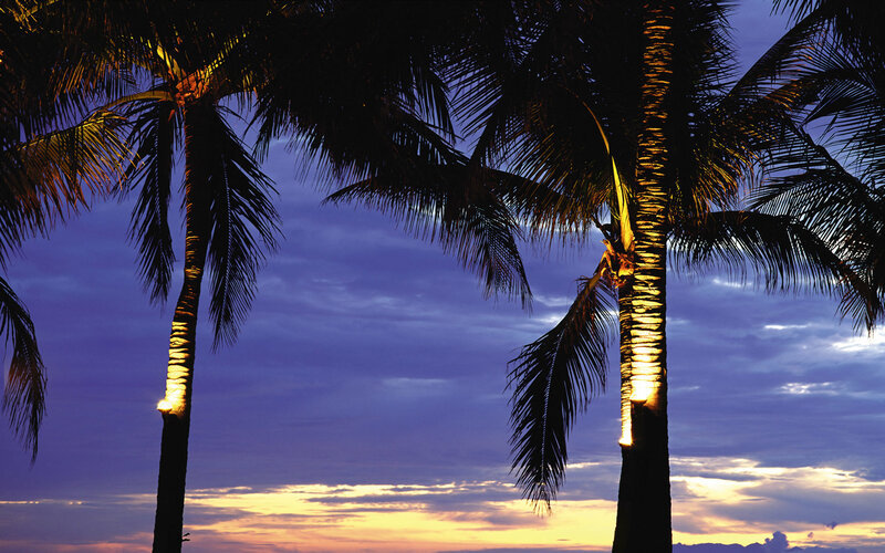 palm trees at sunset