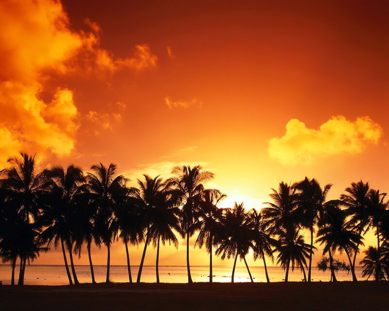 Palm trees at sunset