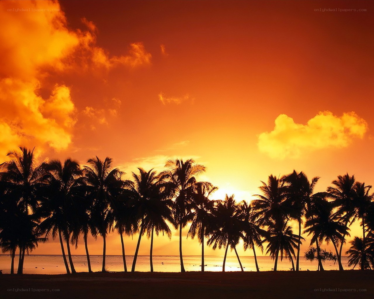 Palm trees at sunset