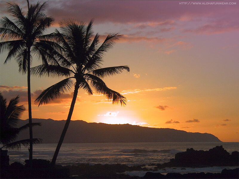 Palm trees at sunset
