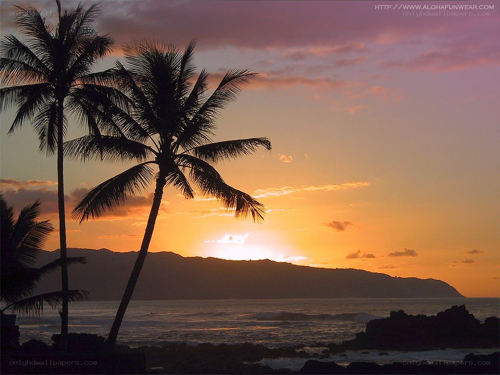 Palm trees at sunset
