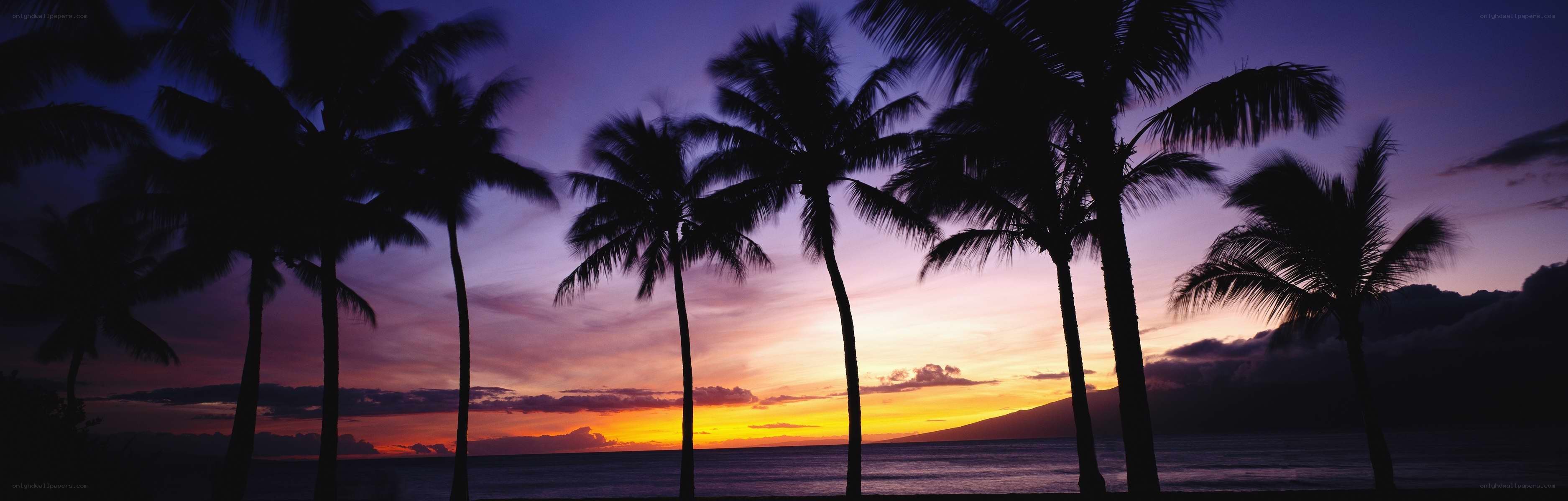 palm trees at sunset