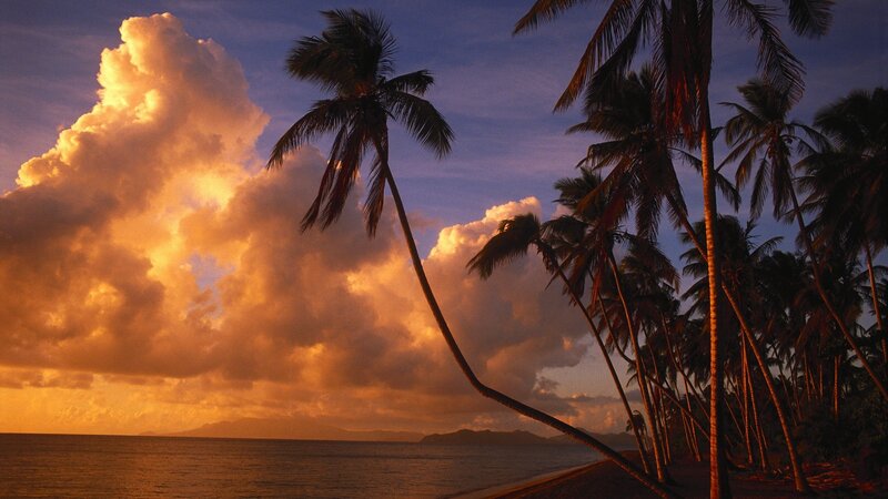 Palm trees at sunset