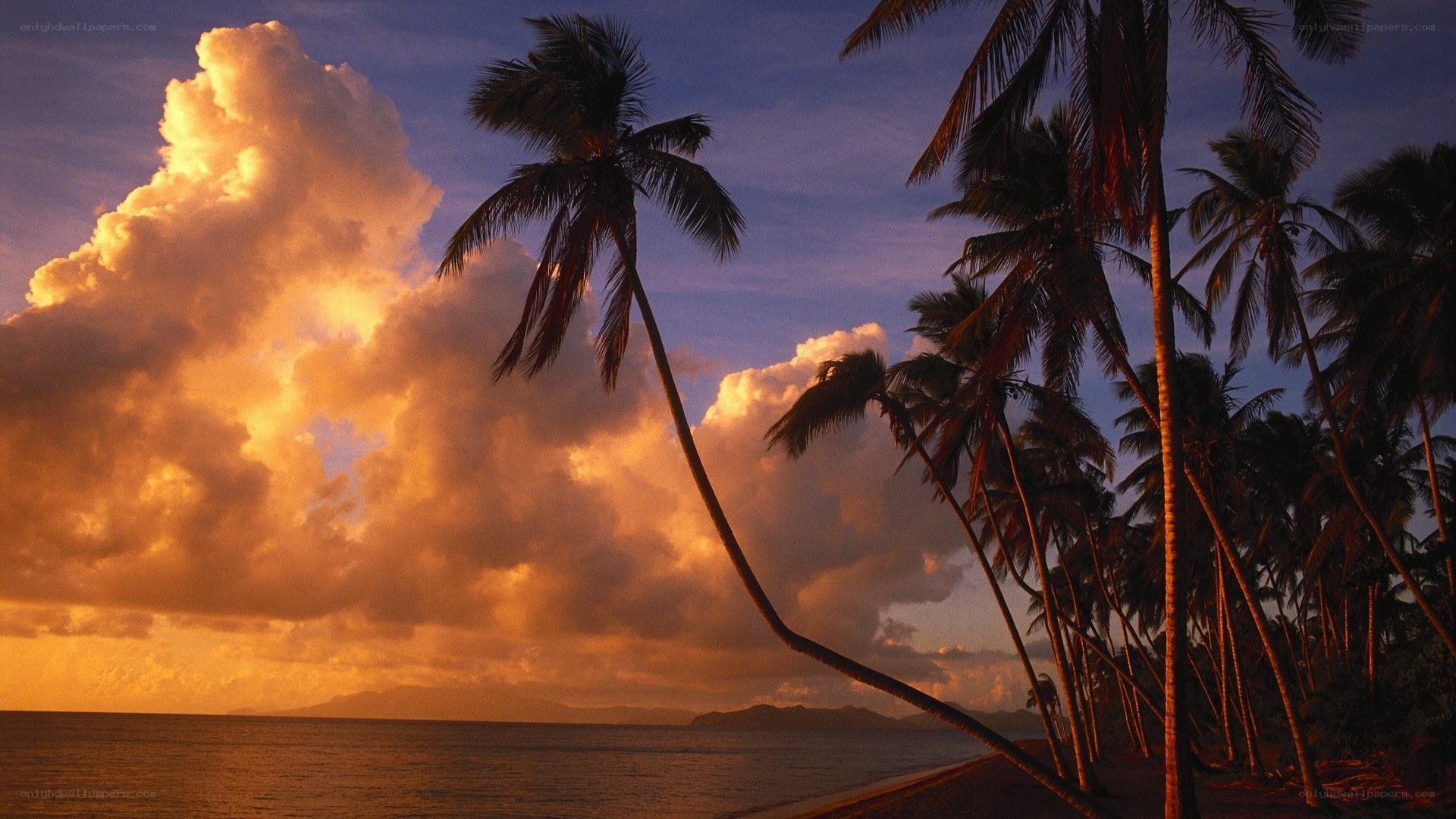 Palm trees at sunset