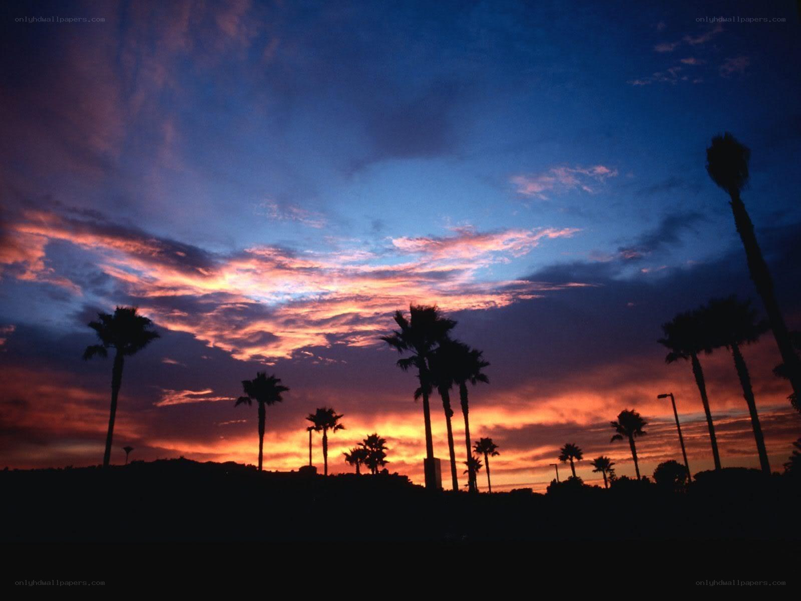 Palm trees at sunset