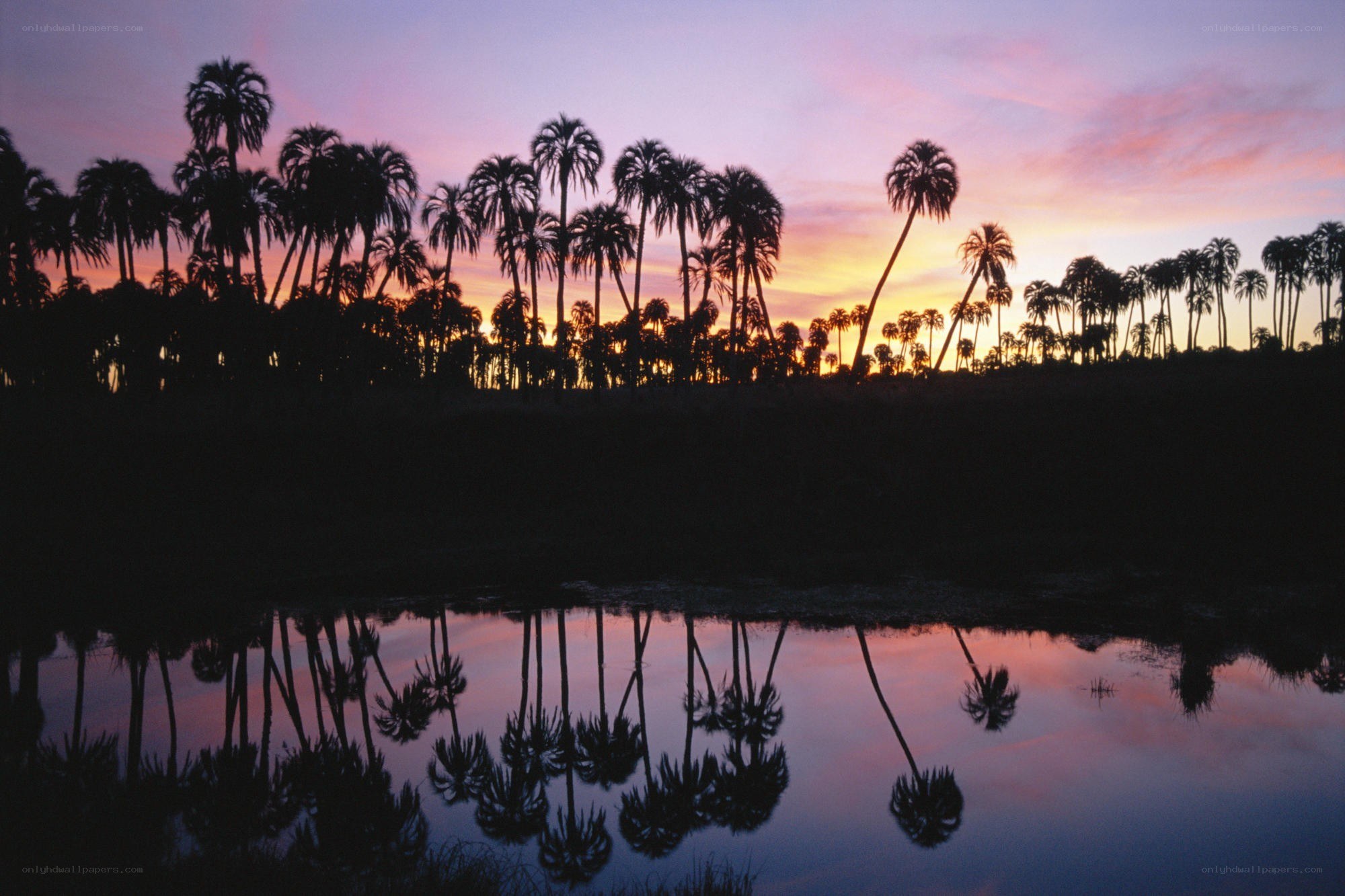 Palm trees at sunset