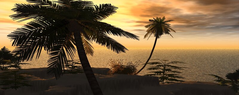 Palm trees at sunset
