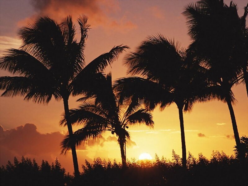 palm trees at sunset