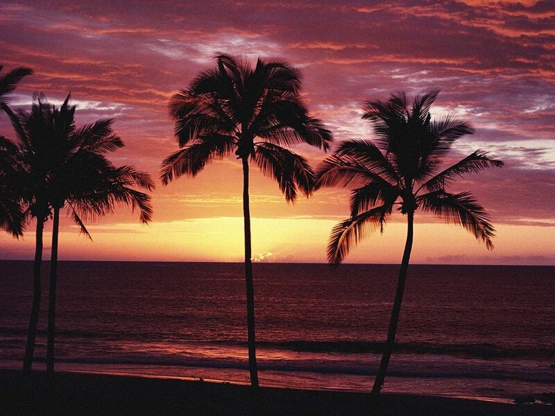 palm trees at sunset