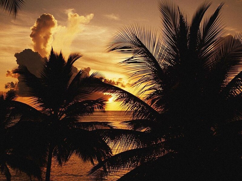 palm trees at sunset