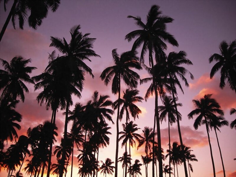palm trees at sunset