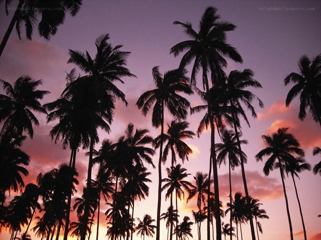 palm trees at sunset