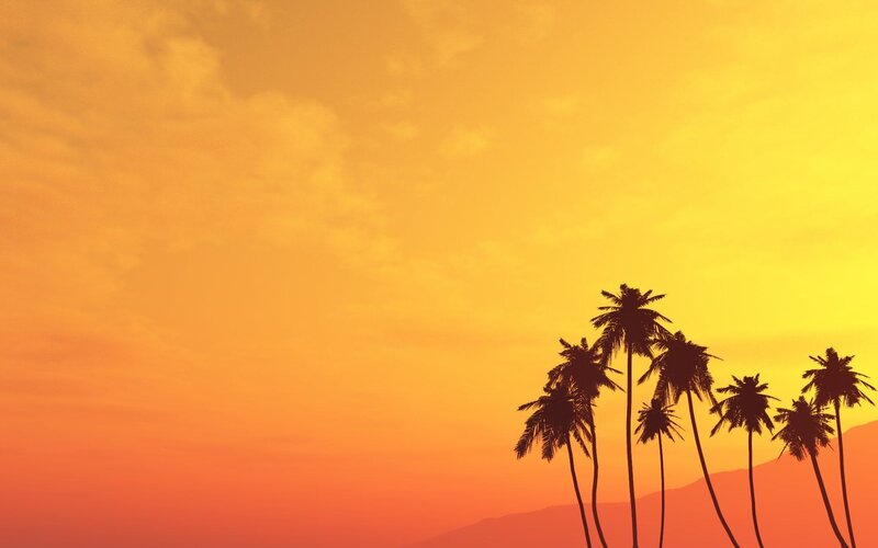 palm trees at sunset