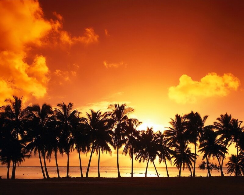 Palm trees at sunset