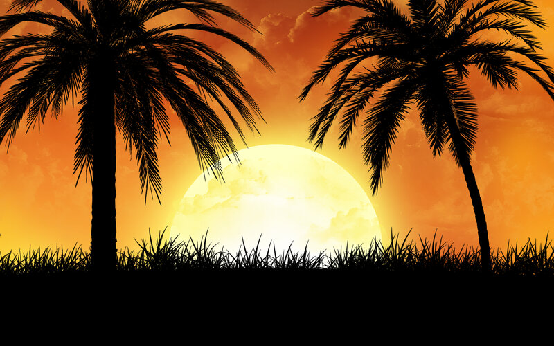 Palm trees at sunset