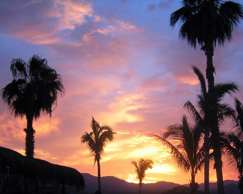 palm trees at sunset