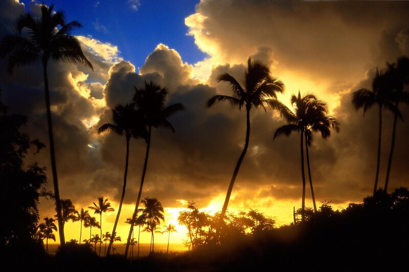 Palm trees at sunset