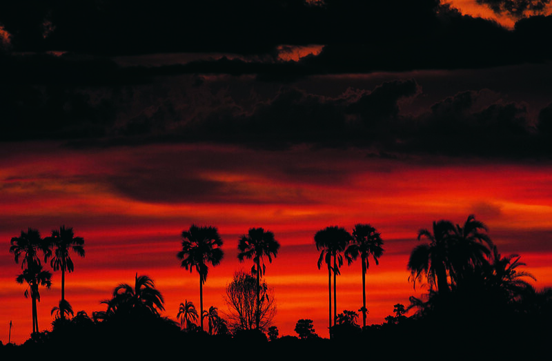 Palm trees at sunset