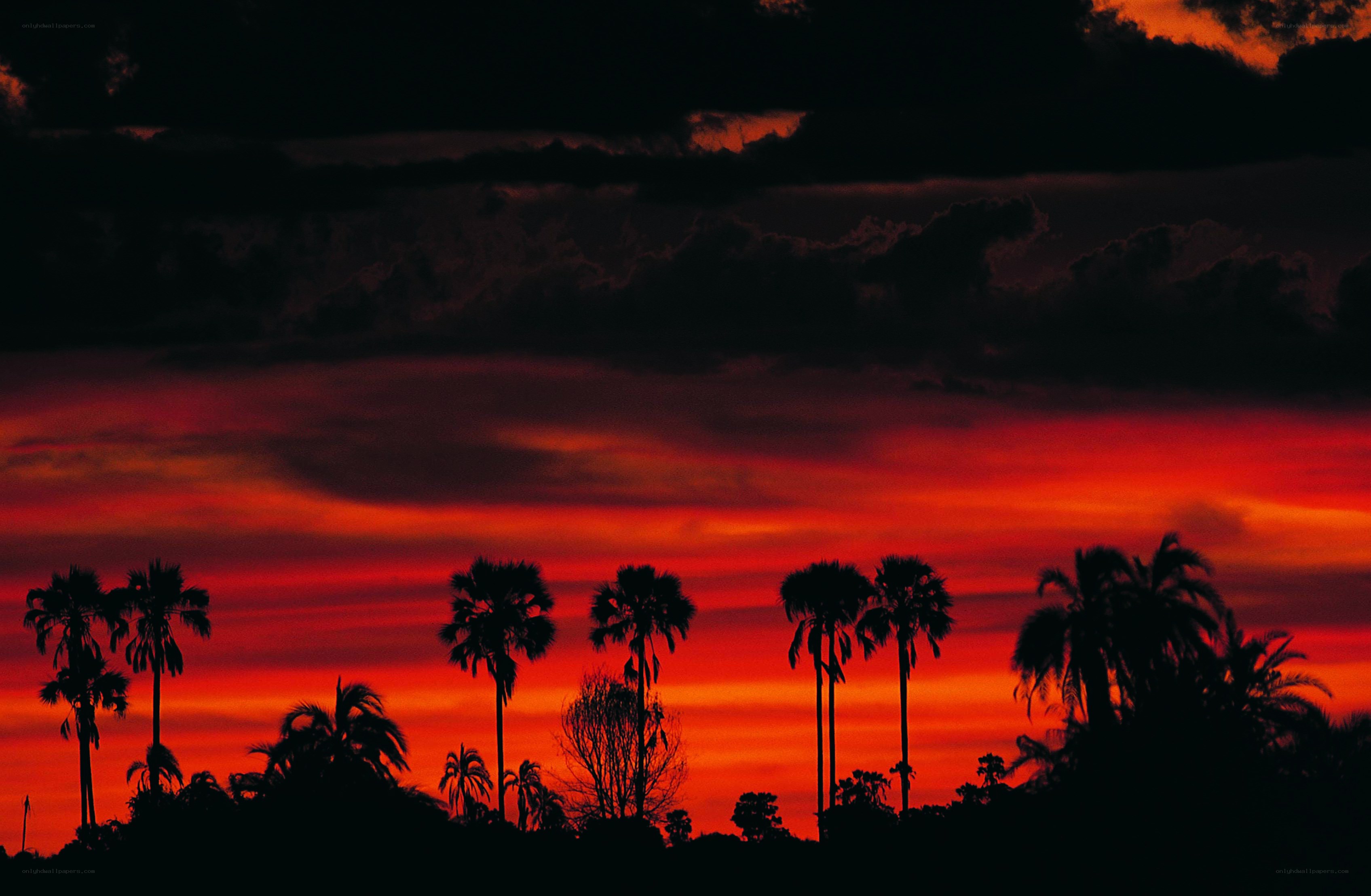 Palm trees at sunset