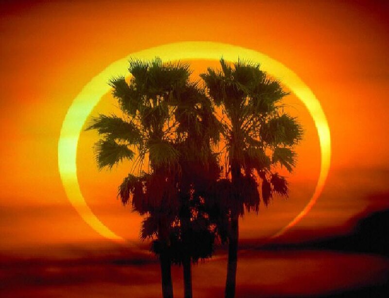 Palm trees at sunset