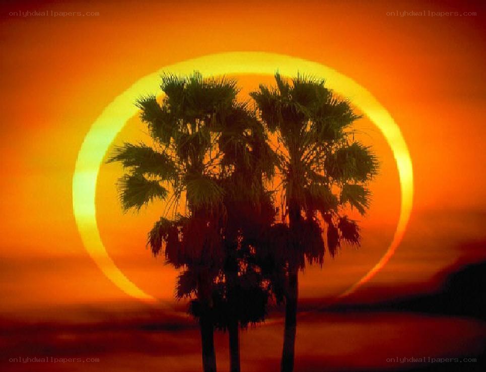 Palm trees at sunset