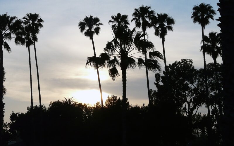 palm trees at sunset