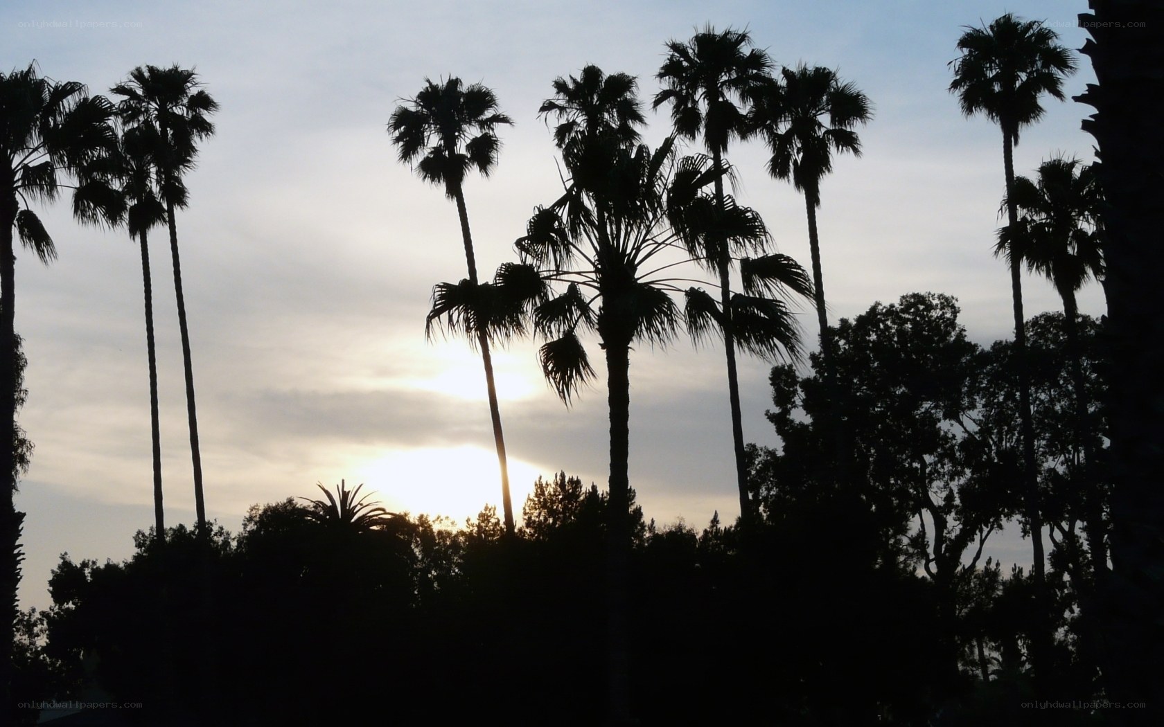 palm trees at sunset