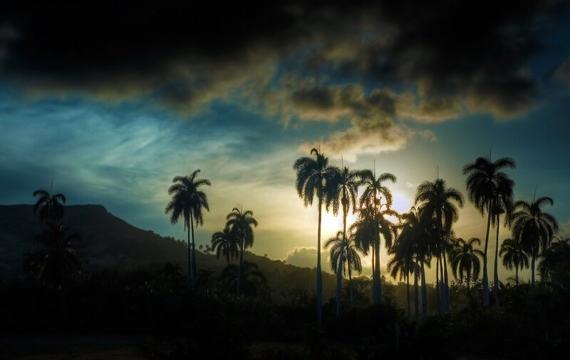 Palm trees at sunset