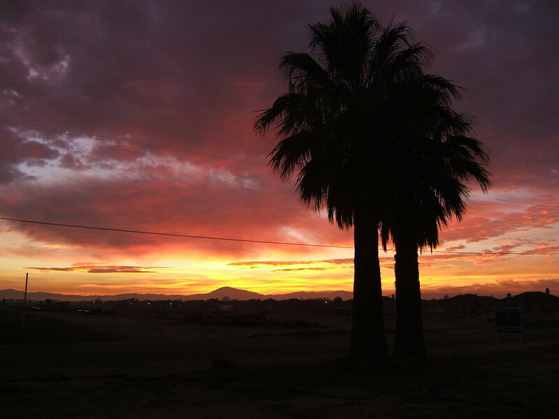 Palm trees at sunset