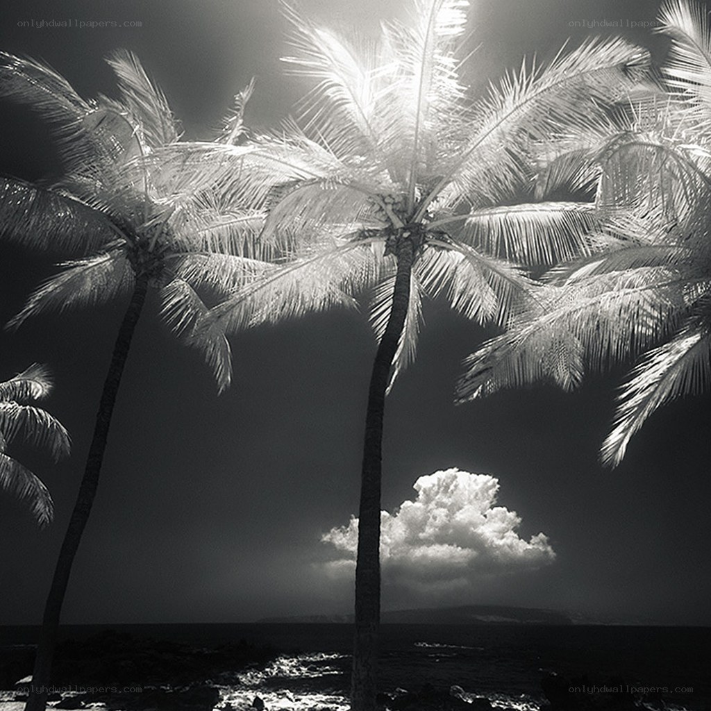 Palm trees at sunset