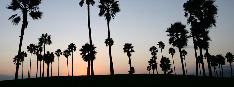 palm trees at sunset