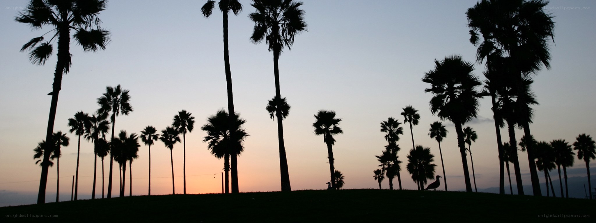 palm trees at sunset