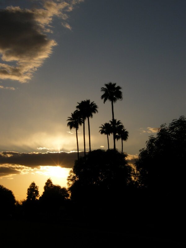 Palm trees at sunset