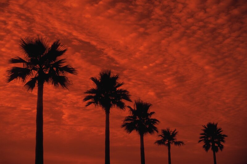 palm trees at sunset