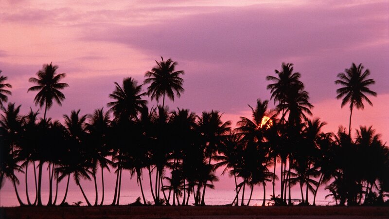 palm trees at sunset