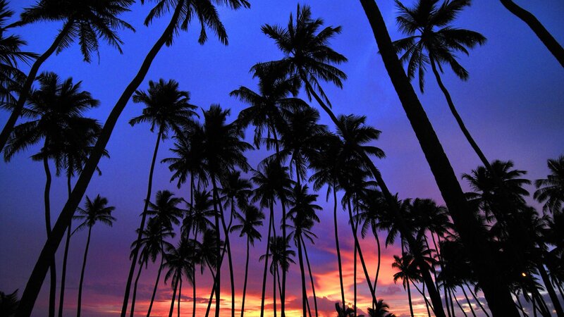 palm trees at sunset