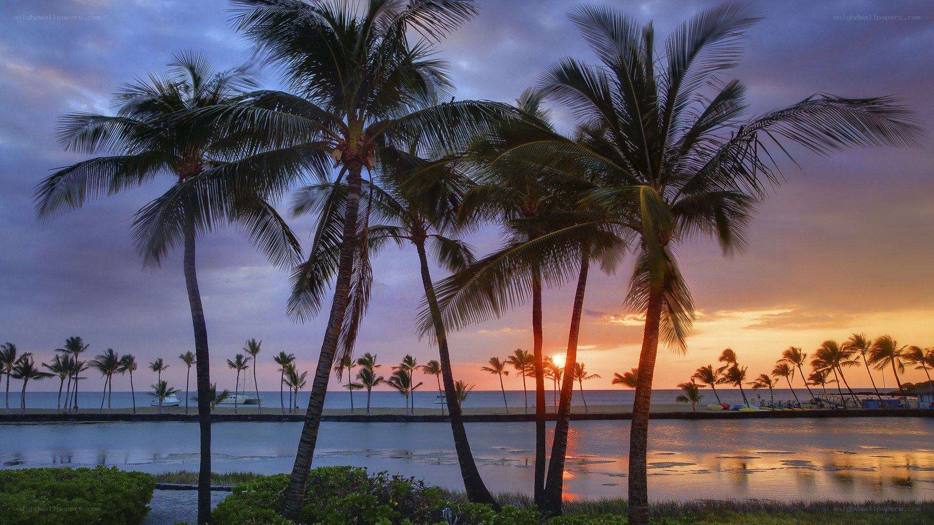 palm trees at sunset