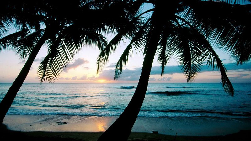palm trees at sunset