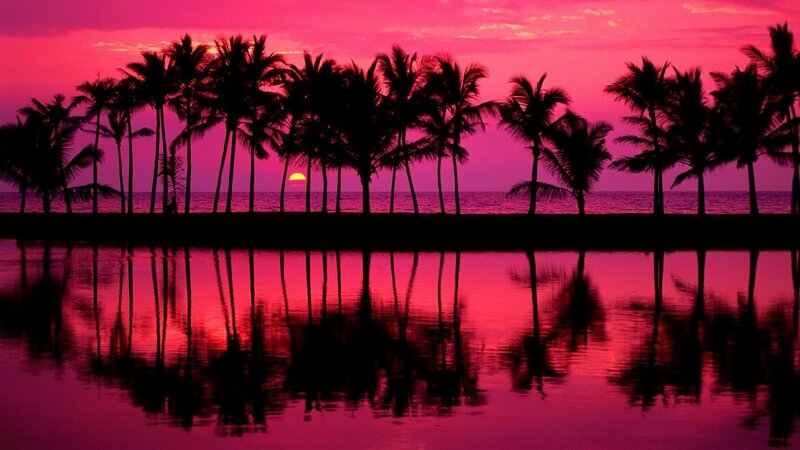 palm trees at sunset