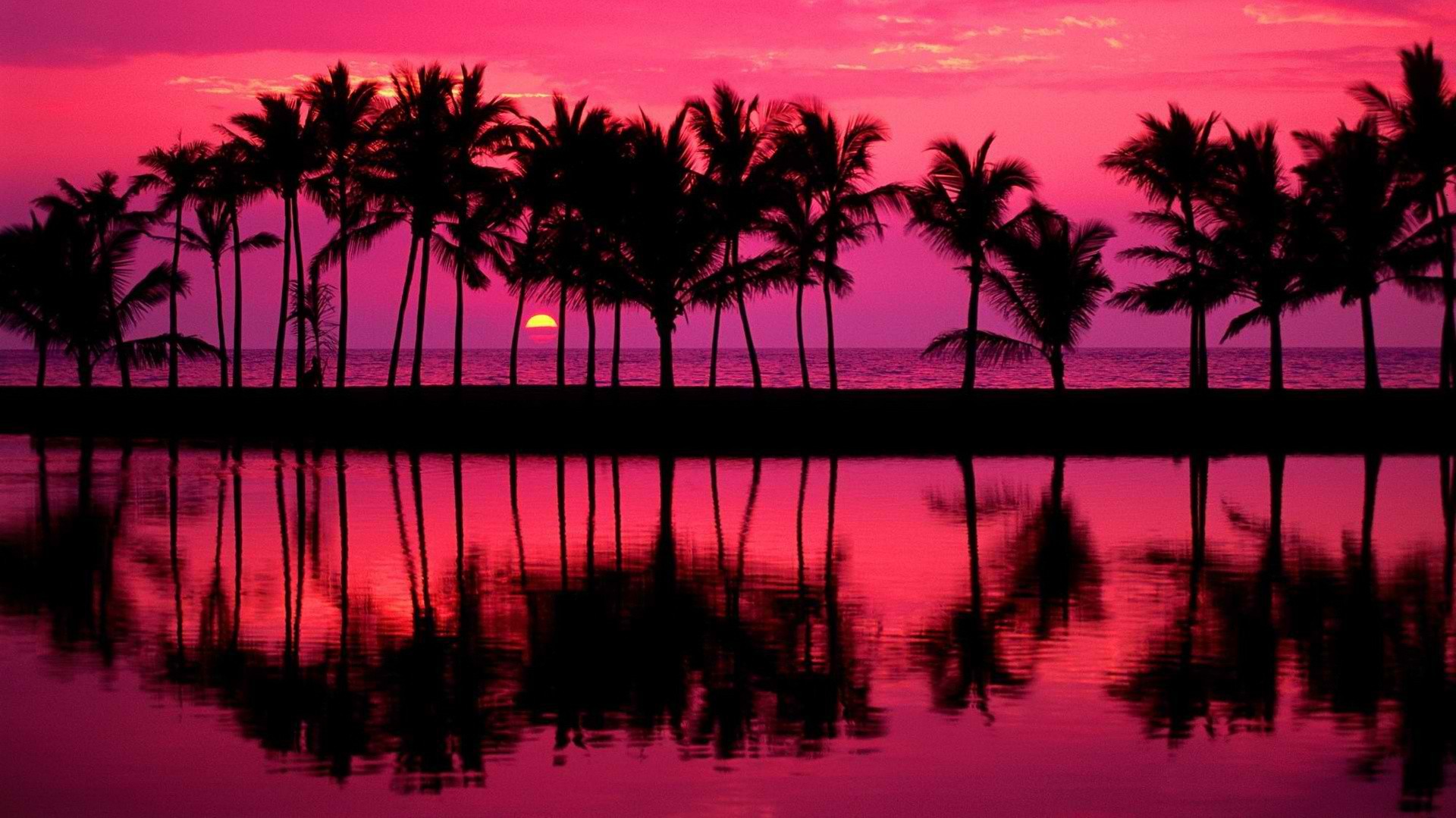 palm trees at sunset