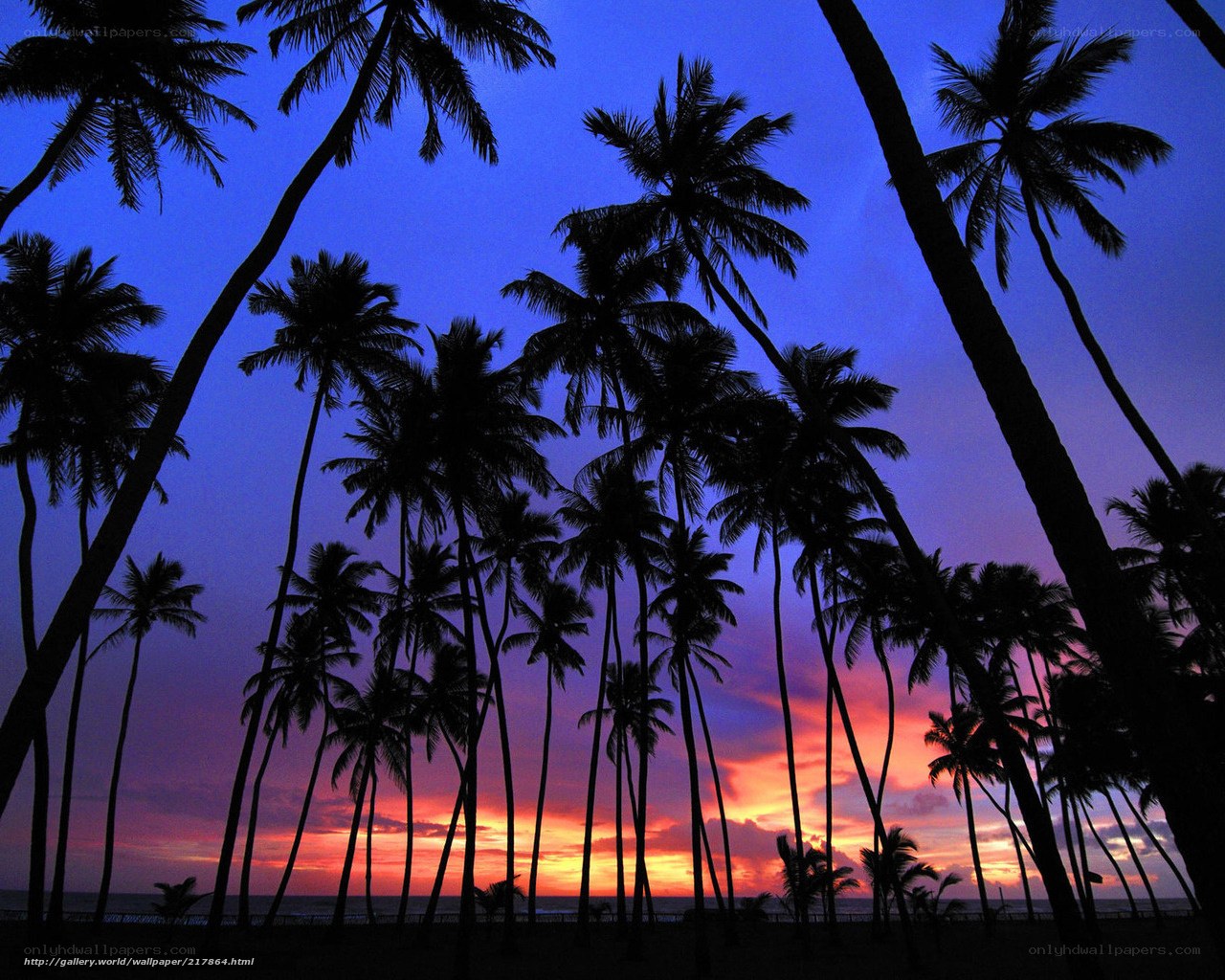 palm trees at sunset