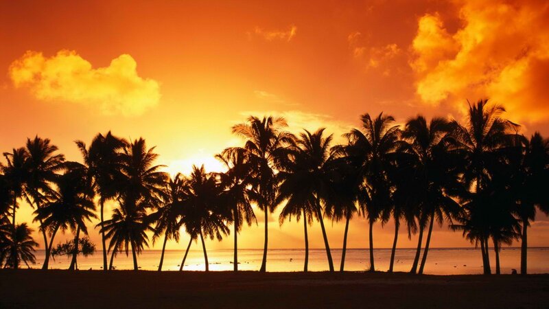 palm trees at sunset