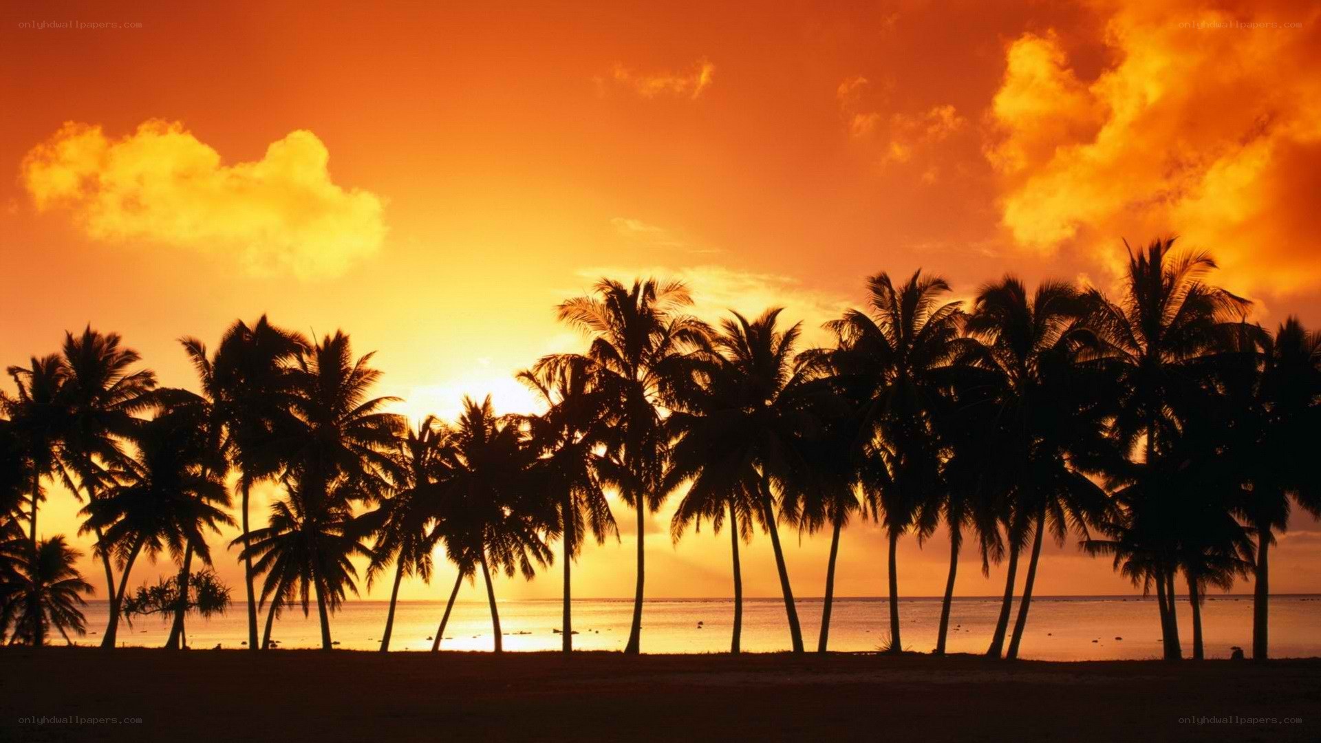 palm trees at sunset