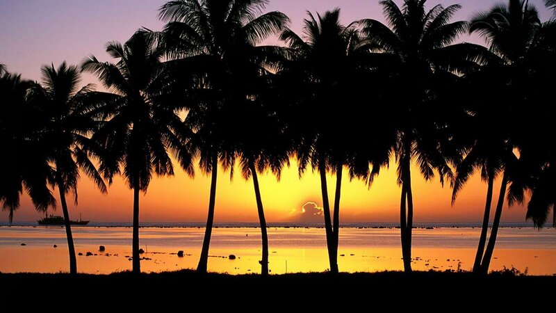palm trees at sunset