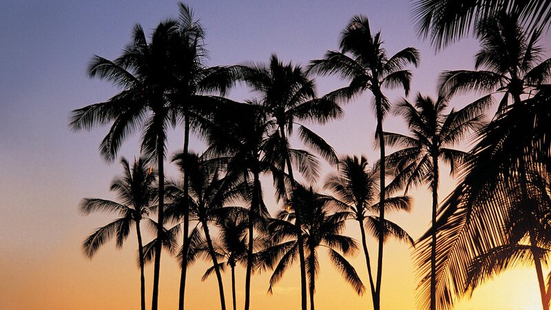 palm trees at sunset