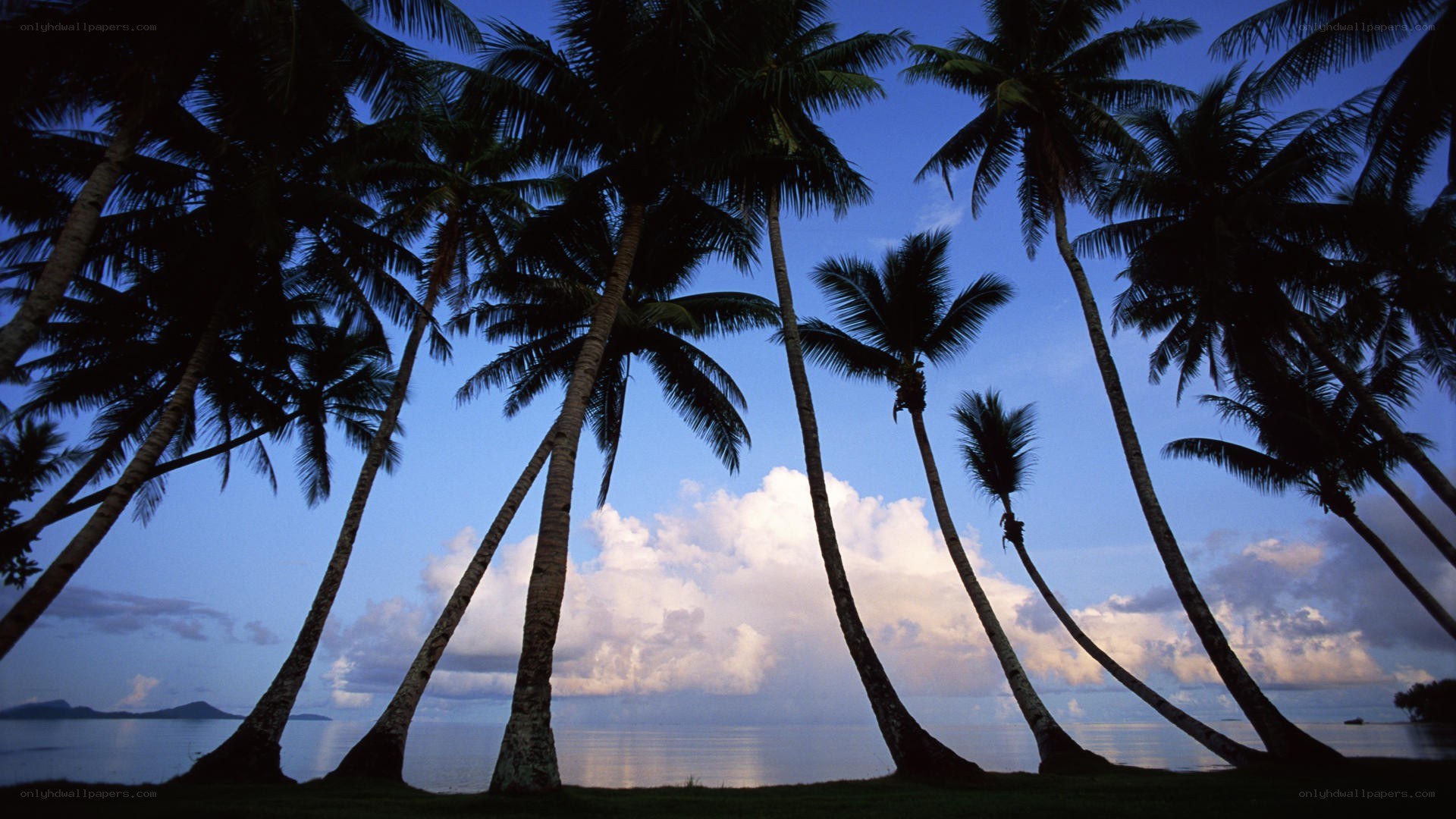 Palm trees at sunset