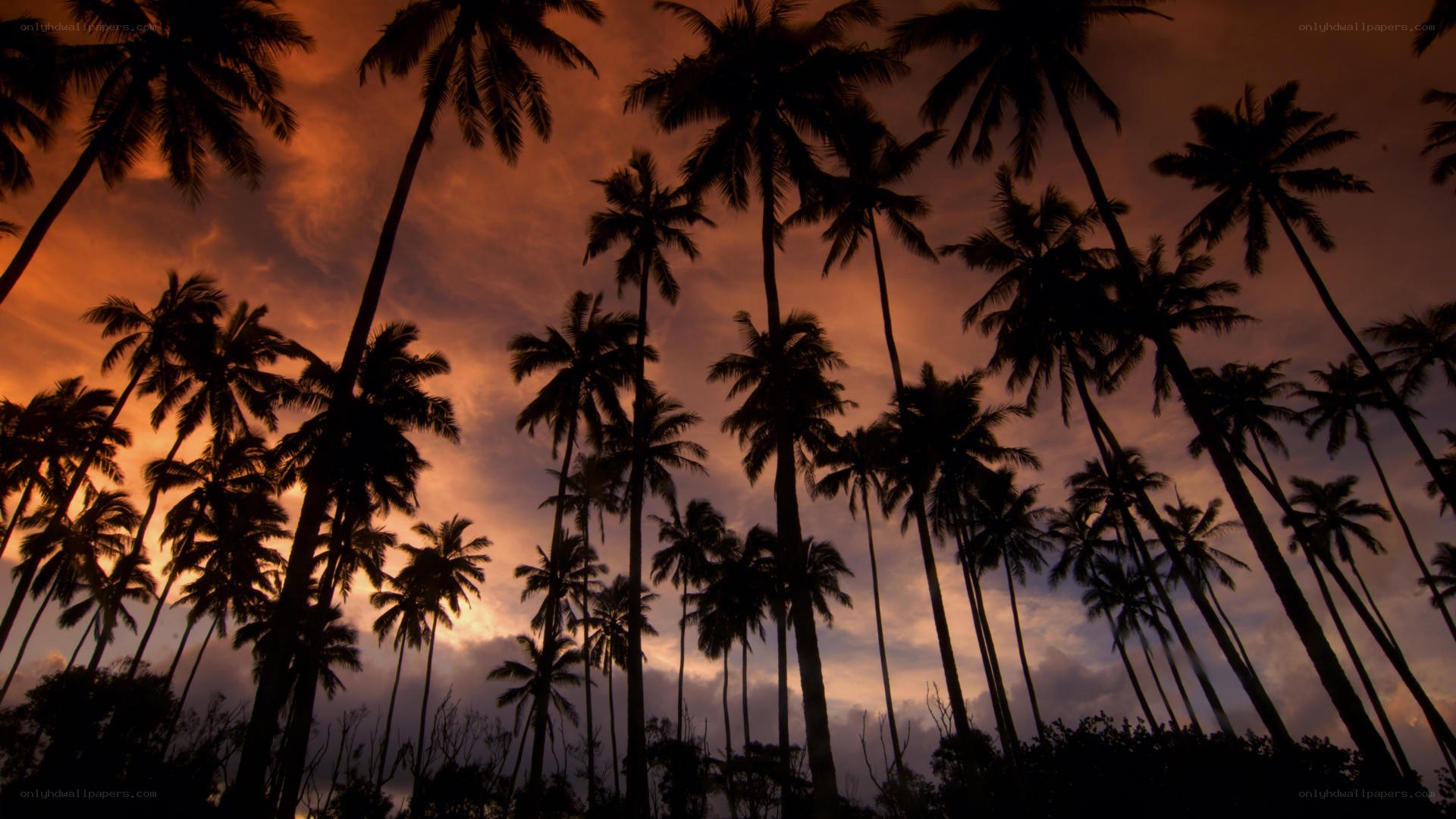 palm trees at sunset