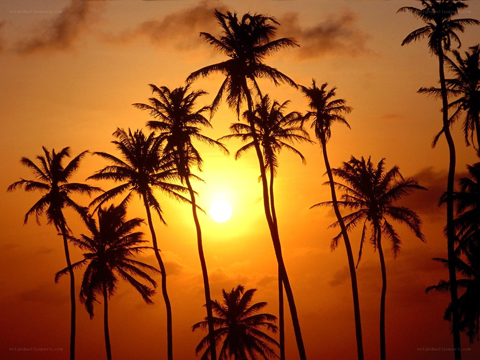 palm trees at sunset
